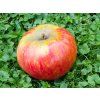 Jabloň 'Božena Němcová'  Malus domestica 'Božena Němcová'
