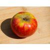 Jabloň 'Božena Němcová'  Malus domestica 'Božena Němcová'