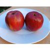 Jabloň 'Cornwallské hřebíčkové'  Malus domestica 'Cornwallské hřebíčkové'