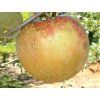 Jabloň 'Cornwallské hřebíčkové'  Malus domestica 'Cornwallské hřebíčkové'