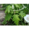 Hortenzie dubolistá 'Tara'  Hydrangea quercifolia 'Tara'