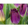 purple crystal