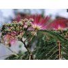 albizia julibrissin umbrella3