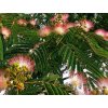 albizia julibrissin umbrella1