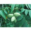 Ořešák popelavý  Juglans cinerea