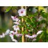 Prunus First Blush (1)
