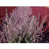 Calluna vulgaris Maggy (3)