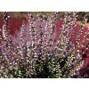 Calluna vulgaris Maggy (1)