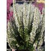 Calluna vulgaris Venus (3)