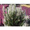 Calluna vulgaris Venus (1)