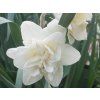 Narcis 'White Lion'  Narcissus 'White Lion'