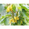 Dřín velkoplodý 'Nieźnyj' - kontejner  Cornus mas 'Nieźnyj'