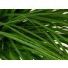Ostřice ošimenská 'Greenwell' - Carex oshimensis 'Greenwell'  Carex oshimensis 'Greenwell'