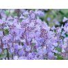 Salvia Purrsian Blue (1)