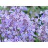 Salvia Purrsian Blue (2)