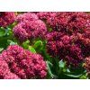 116905 116905 116905 116905 1 rozchodnik nadherny mr goodbud sedum spectabile mr goodbud