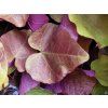 Zmarlika kanadsk� �Eternal Flame� (Balen� kontejner C15, Tvar v��ka 200-220 cm)