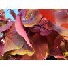 Zmarlika kanadsk� �Eternal Flame� (Balen� kontejner C15, Tvar v��ka 200-220 cm)