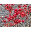 Cesmína přeslenitá 'Jingle Bells'  Ilex verticillata 'Jingle Bells'