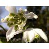 flore pleno