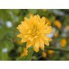 Z�kula japonsk� �Pleniflora� (Balen� kontejner C2)
