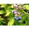 yellowberry