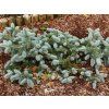 prostrata