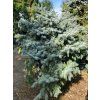 Smrk pichlav� 'Prostrata' (Balen� bal/airpot, Tvar v��ka 200-250cm)