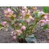 117440 1 cemerice ice n roses frosted rose helleborus ice n frosted rose
