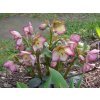 117440 2 cemerice ice n roses frosted rose helleborus ice n frosted rose