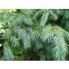 pyramidalis glauca
