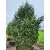 Pseudotsuga menziesii 'Pyramidalis Glauca'