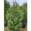 Picea orientalis Gracilis Compacta