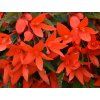 117566 1 begonie bertinii boliviensis orange