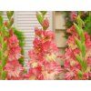 Mečík 'Mango Muse'  Gladiolus'Mango Muse'