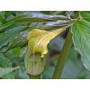 Arisaema flavum  Arisaema flavum