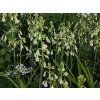 Litoška (Galtonia)  Galtonia candicans