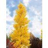 ginko