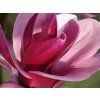 Magnolie 'Frank's Masterpiece'  Magnolia 'Frank's Masterpiece'
