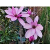 Magnolie 'Purple Star'  Magnolia 'Purple Star'