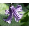 Plamének 'Fairy Dance'  Clematis 'Fairy Dance'