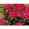 Rododendron 'Karl Naue'  Rhododendron 'Karl Naue'