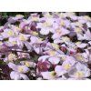 Plamének 'Mayleen'  Clematis 'Mayleen'