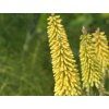 Mnohokvět 'Green Jade'  Kniphofia 'Green Jade'