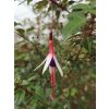Fuchsie magellonská var. auraco  Fuschsia magellanica var. arauco