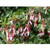Fuchsie magellonská var. auraco  Fuschsia magellanica var. arauco