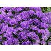 purple pilow
