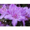 Rododendron obtížený 'Purple Pillow'  Rhododendron impeditum 'Purple Pillow'