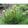Borovice rumelská 'Bitola'  Pinus peuce 'Bitola'