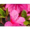 Japonská azalka 'Conny'  Rhododendron obtusum 'Conny'